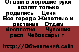 Отдам в хорошие руки козлят.только родились. › Цена ­ 20 - Все города Животные и растения » Отдам бесплатно   . Чувашия респ.,Чебоксары г.